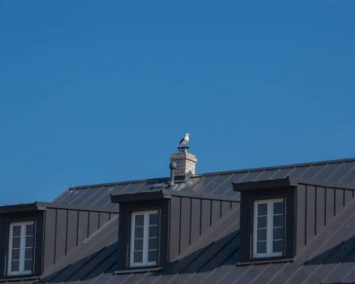 Black roof of the main building of  Sõrve lighthouse in Saaremaa island, Estonia. Seagull perched on top of the white chimney